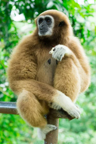 Gibbon close- up face in zoo — Stock Photo, Image