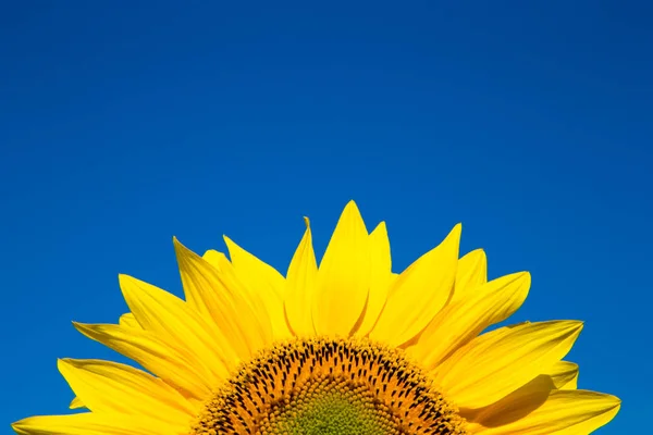 Girasol sobre cielo azul nublado — Foto de Stock