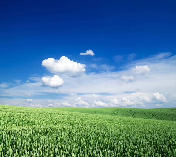 Grönt fält och blå himmel — Stockfoto