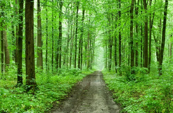 Green forest — Stock Photo, Image