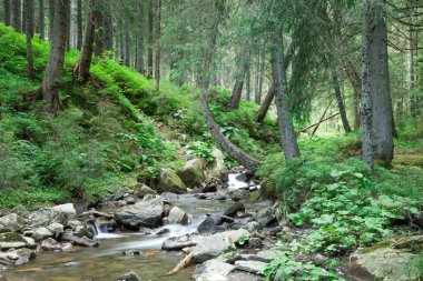 Panoramik güzel derin orman şelale 