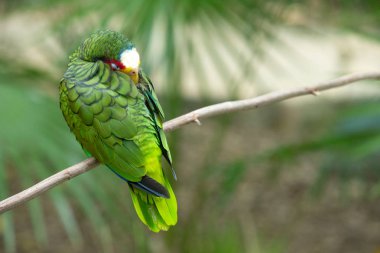 Papağan kuşu tünekte oturuyor.