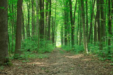 Yeşil orman ağaçları. doğa yeşil ahşap güneş ışığı arka planı