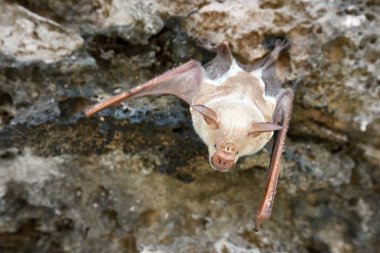 vampir yarasa tavan dönem üzerinde asılı mağarada Yataklı vagon