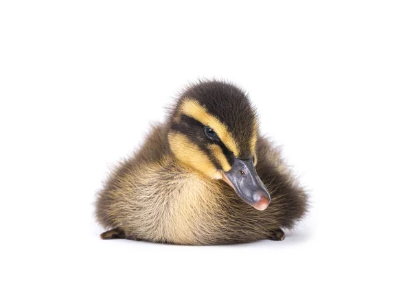 Söt Liten Nyfödd Fluffig Ankunge Ung Anka Isolerad Vit Bakgrund — Stockfoto