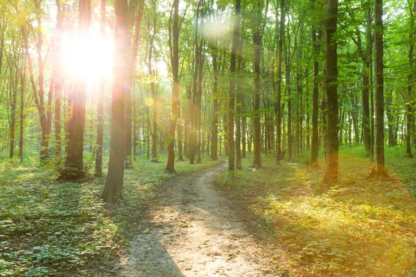 森林树 自然绿木阳光背景 — 图库照片