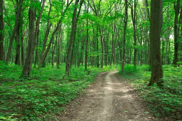 Groene Bos Bomen Natuur Groen Hout Zonlicht Achtergronden — Stockfoto