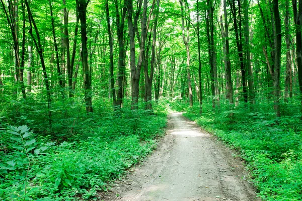 Green Forest Trees Nature Green Wood Sunlight Backgrounds — Stock Photo, Image