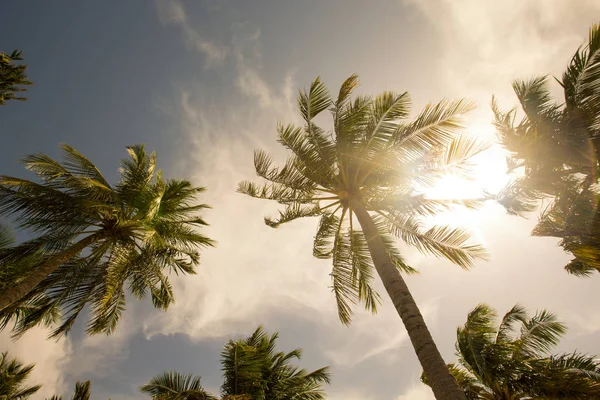 Palmen Gegen Blauen Himmel Palmen Der Tropischen Küste — Stockfoto