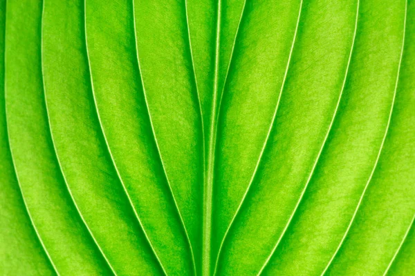 Texture Green Leaf Background Royalty Free Stock Photos