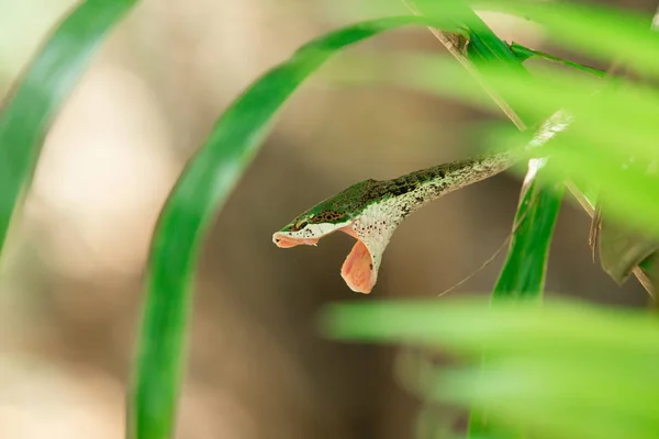 Serpent Vert Rugueux Sur Fond Vert — Photo