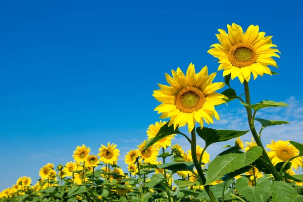Sunflower Cloudy Blue Sky — Stock Photo, Image
