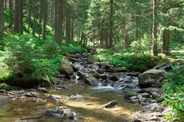 Panoramik güzel derin orman şelale 