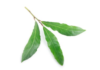 Körfez yaprakları beyaz arkaplanda izole