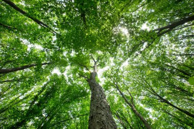 Orman ağaçları. doğa yeşil ahşap güneş ışığı arka planı