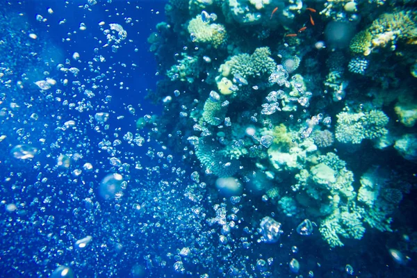 Scène sous-marine tranquille avec espace de copie — Photo