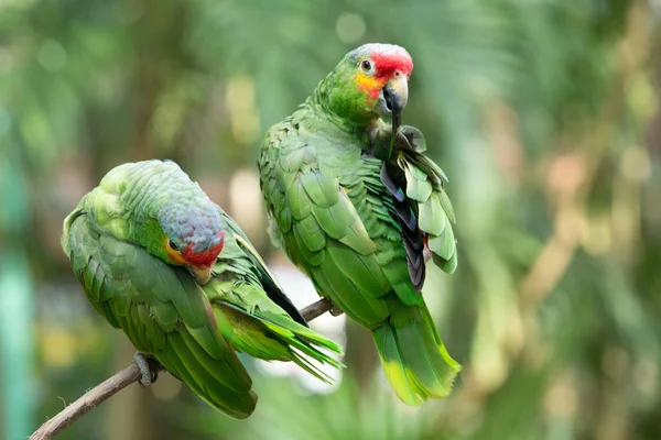 Pájaro loro sentado en la percha — Foto de Stock
