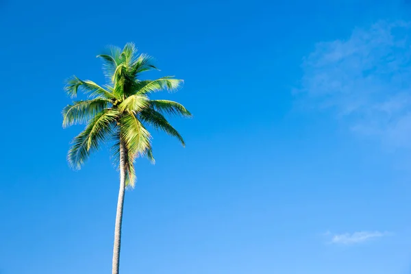 Palmy proti modré obloze, Palmy na tropickém pobřeží — Stock fotografie