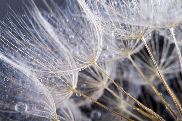 Макро фото насіння кульбаби з краплями води — стокове фото