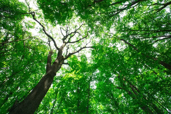 Árboles forestales. naturaleza madera verde luz del sol fondos — Foto de Stock