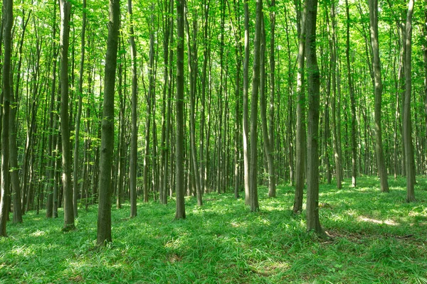 森の木。緑の木漏れ日の背景 — ストック写真