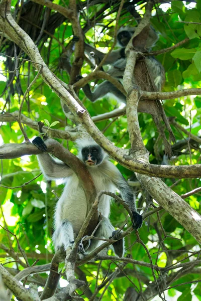 Piros Colobus piliocolobus Kirki majom a leváltották fa, joza — Stock Fotó