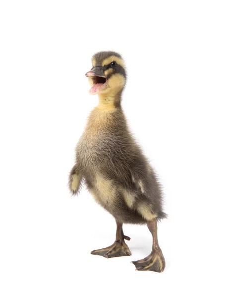 Niedliches kleines neugeborenes flauschiges Entlein. eine junge Ente isoliert auf — Stockfoto