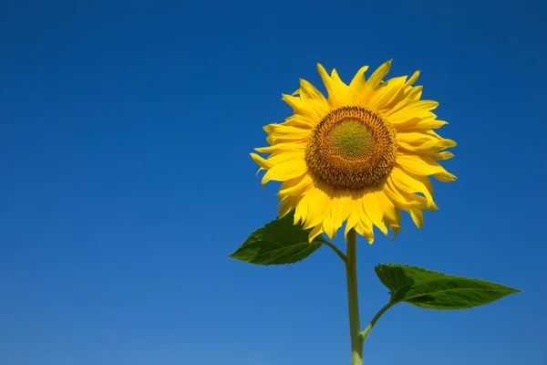 Solrosfält med grumlig blå himmel — Stockfoto