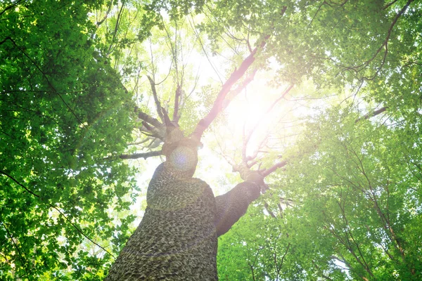 森の木。緑の木漏れ日の背景 — ストック写真