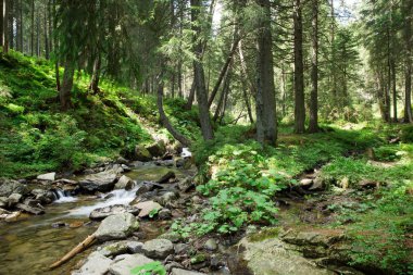 Panoramik güzel derin orman şelale 