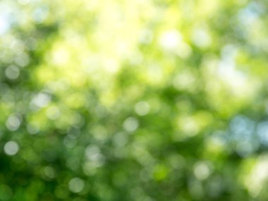 doğal yeşil arka plan bulanık