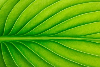 Arkaplan olarak yeşil yaprağın dokusu