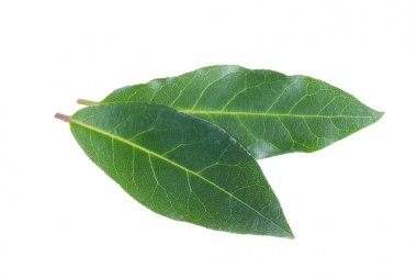 Körfez yaprakları beyaz arkaplanda izole