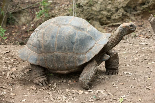Галапагосская Черепаха Заповеднике — стоковое фото