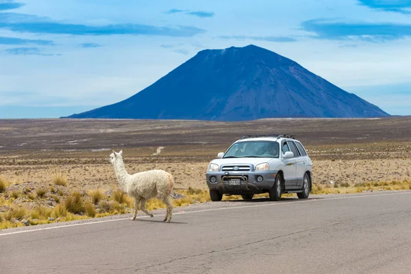 Lamy Andách Hory Peru — Stock fotografie