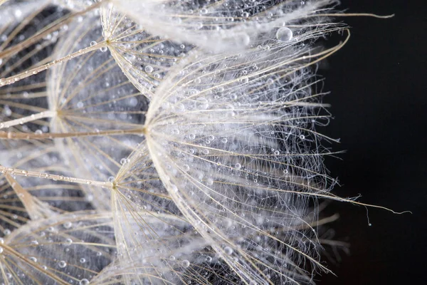 Macro Foto Semillas Diente León Con Gotas Agua — Foto de Stock