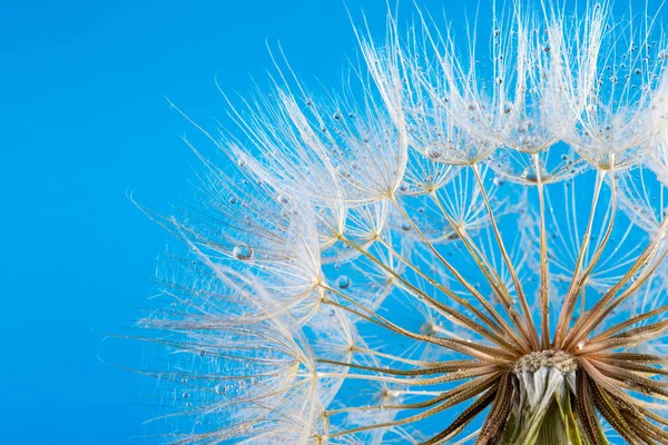 Macro Foto Semillas Diente León Con Gotas Agua — Foto de Stock