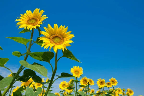 Zonnebloemenveld Met Bewolkte Blauwe Lucht — Stockfoto
