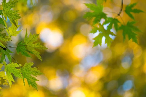 Autumn Forest Sunny Day Autumn Leaf — Stock Photo, Image