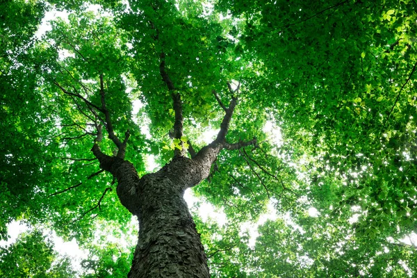 Alberi Della Foresta Natura Verde Legno Luce Del Sole Sfondi — Foto Stock