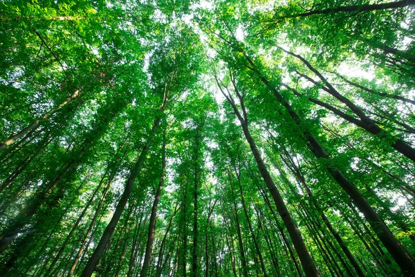 Leśne Drzewa Natura Zielone Drewno Sunlight Tła — Zdjęcie stockowe