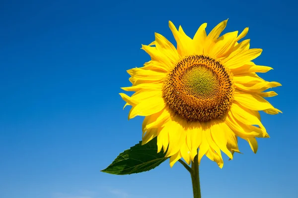 Girasol Sobre Cielo Azul Nublado — Foto de Stock