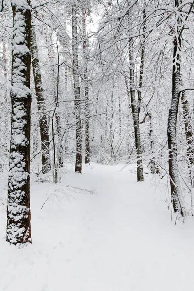 Schöner Winterwald Und Die Straße — Stockfoto