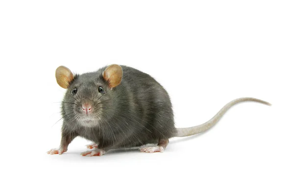 Lustige Ratte Isoliert Auf Weißem Hintergrund — Stockfoto