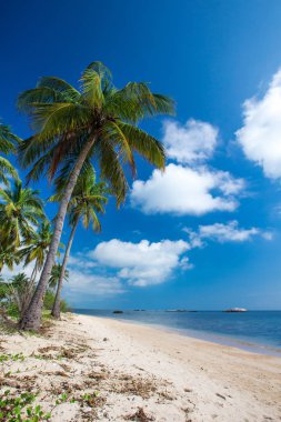 Sri Lanka tropikal plaj . Yaz tatili ve tatil concep