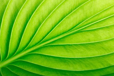 Arka plan olarak yeşil bir yaprağın dokusu. yaprak doku