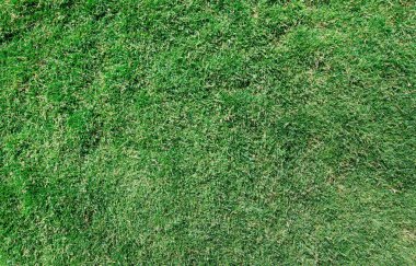 Bir tarladan çimen dokusu
