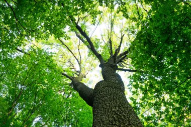 Orman ağaçları. doğa yeşil ahşap güneş ışığı arka planı
