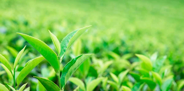 Tea leaf plantation — Stock Photo, Image
