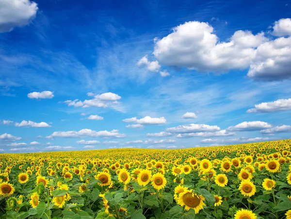 Solrosfält med grumlig blå himmel — Stockfoto